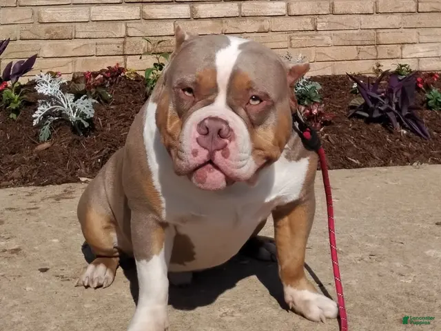 American Bully dogs for stud: Kash (Stud available) - Ad 1