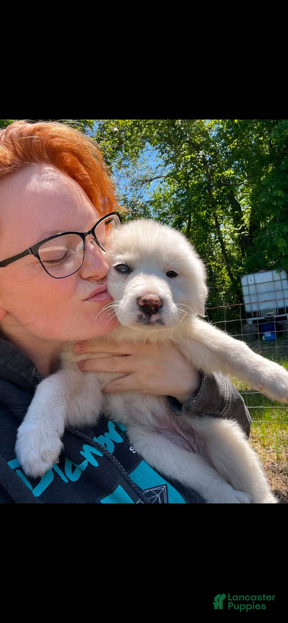 Great Pyrenees dogs Female Purple (Xena)  - Ad 2