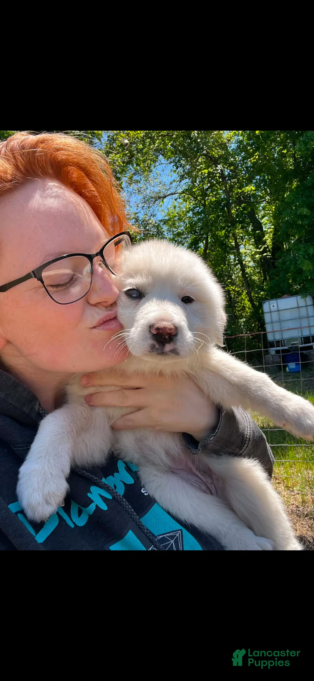 Great Pyrenees dogs for sale: Female Purple (Xena)  - Ad 7