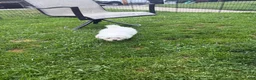 Maltese dogs for sale: Spike  - Ad 6