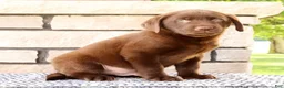 Labrador Retriever dogs for sale: Diesel - Ad 4