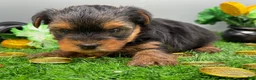 Yorkshire Terrier dogs for sale: Ash - Ad 5