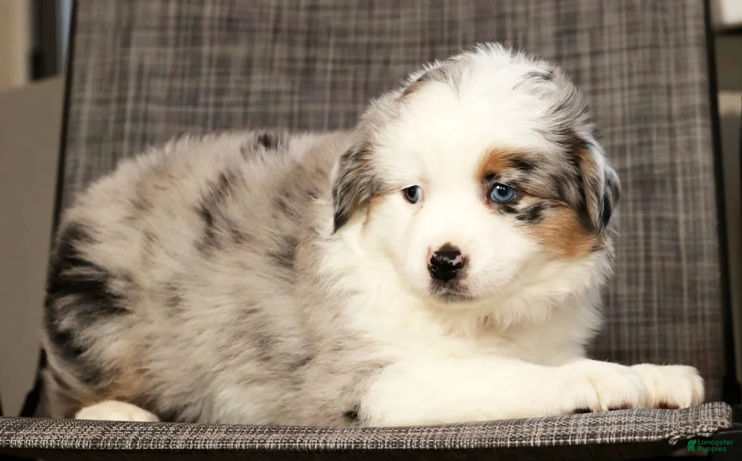 Miniature Australian Shepherd dogs for sale: Jill - Ad 7