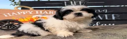 Shih Tzu dogs for sale: Sabrina Shih Tzu  - Ad 14