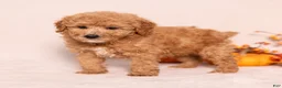 Miniature Poodle dogs for sale: Oscar - Ad 4