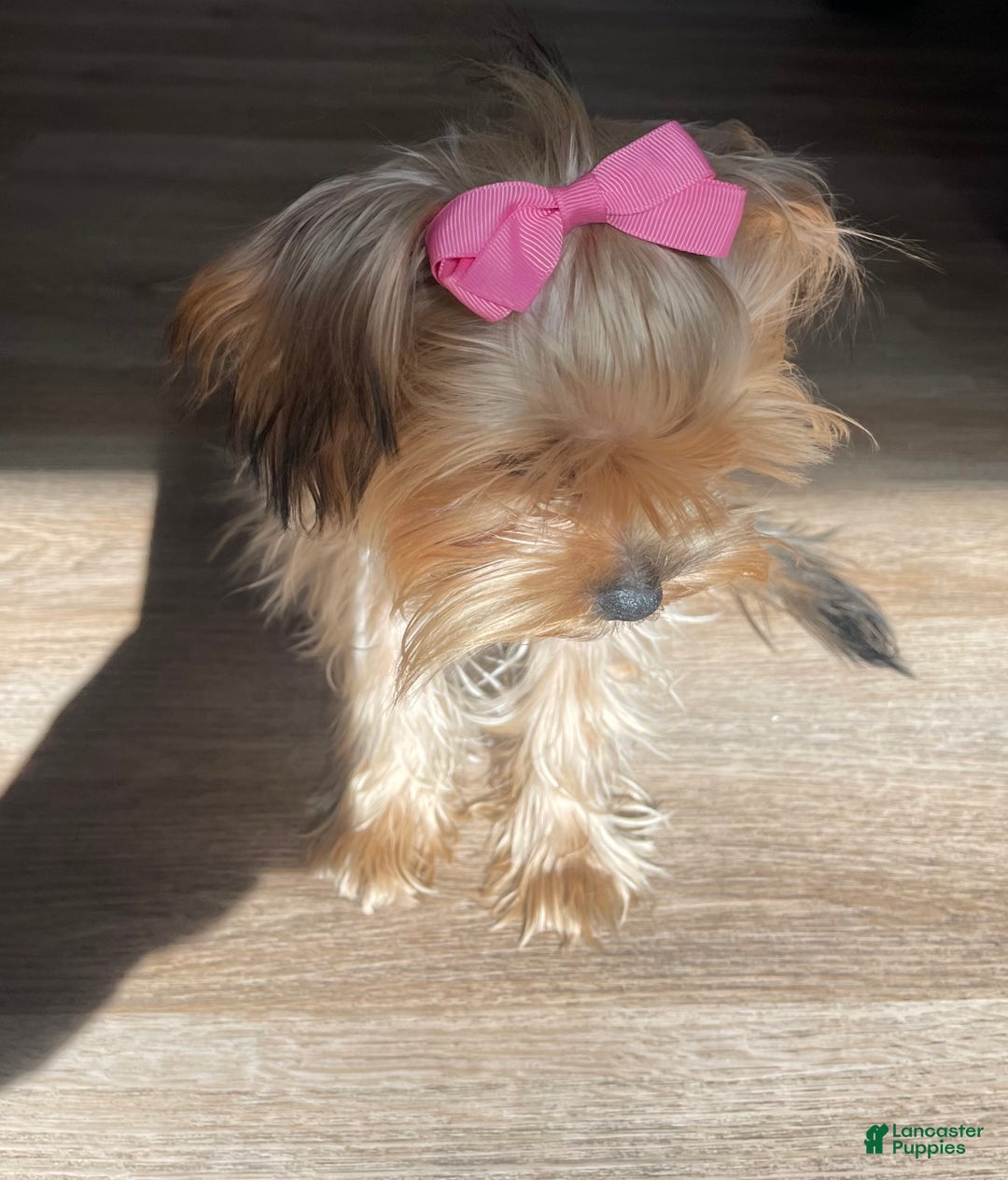 Yorkshire Terrier dogs for sale: Lucy - Ad 6