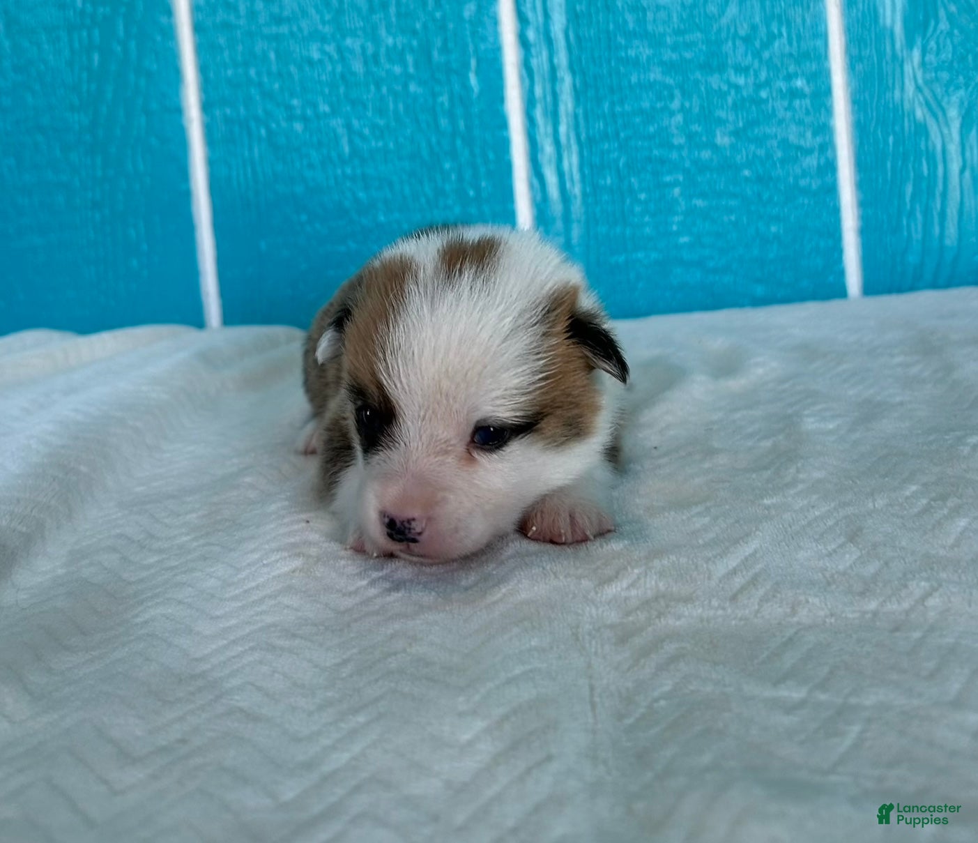 Welsh Corgi Pembroke dogs David Welsh Corgi Pembroke Puppy  - Ad 2