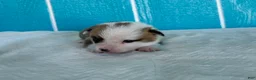 Welsh Corgi Pembroke dogs for sale: David Welsh Corgi Pembroke Puppy  - Ad 7