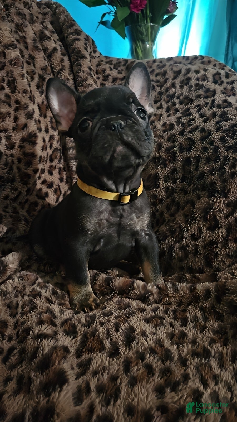 French Bulldog dogs French Bulldog Puppy 1 - Ad 2