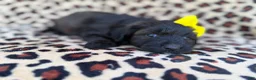 Aussiedoodle dogs for sale: Dixie  - Ad 2