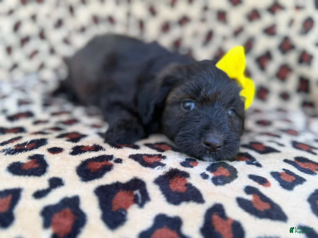 Aussiedoodle dogs for sale: Dixie  - Ad 2
