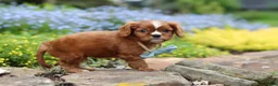 Cavalier King Charles Spaniel dogs for sale: Mr. Bentley - Ad 5