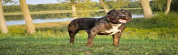 American Bully dogs for stud: ABKC XL American Bully Stud - CGC Certified - Ad 7