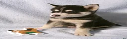 Pomsky dogs for sale: Peanut - Ad 4