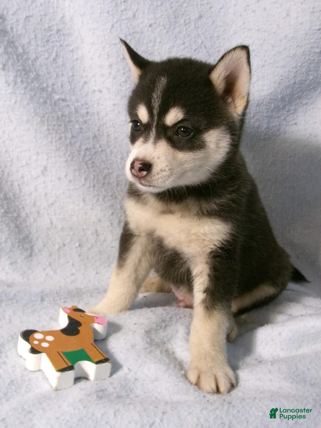Pomsky dogs for sale: Peanut - Ad 4