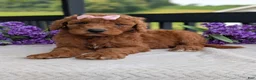 Goldendoodle dogs for sale: Miss Emmie - Ad 10
