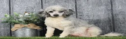 Mini Bernedoodle dogs for sale: Shadow - Ad 9