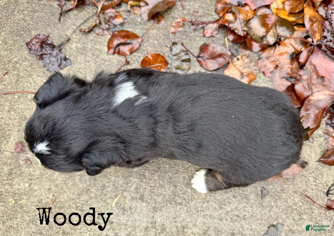 Mixed Breed dogs for sale: Woody - Ad 2