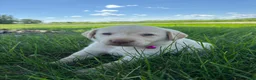 Labrador Retriever dogs for sale: Oakley - Ad 15