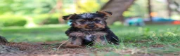 Yorkshire Terrier dogs for sale: Bentley - Ad 5