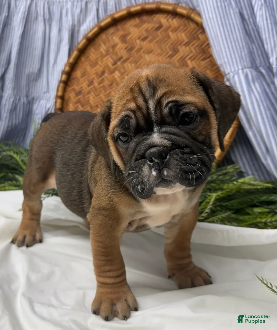 English Bulldog dogs for sale: Sophie - Ad 2