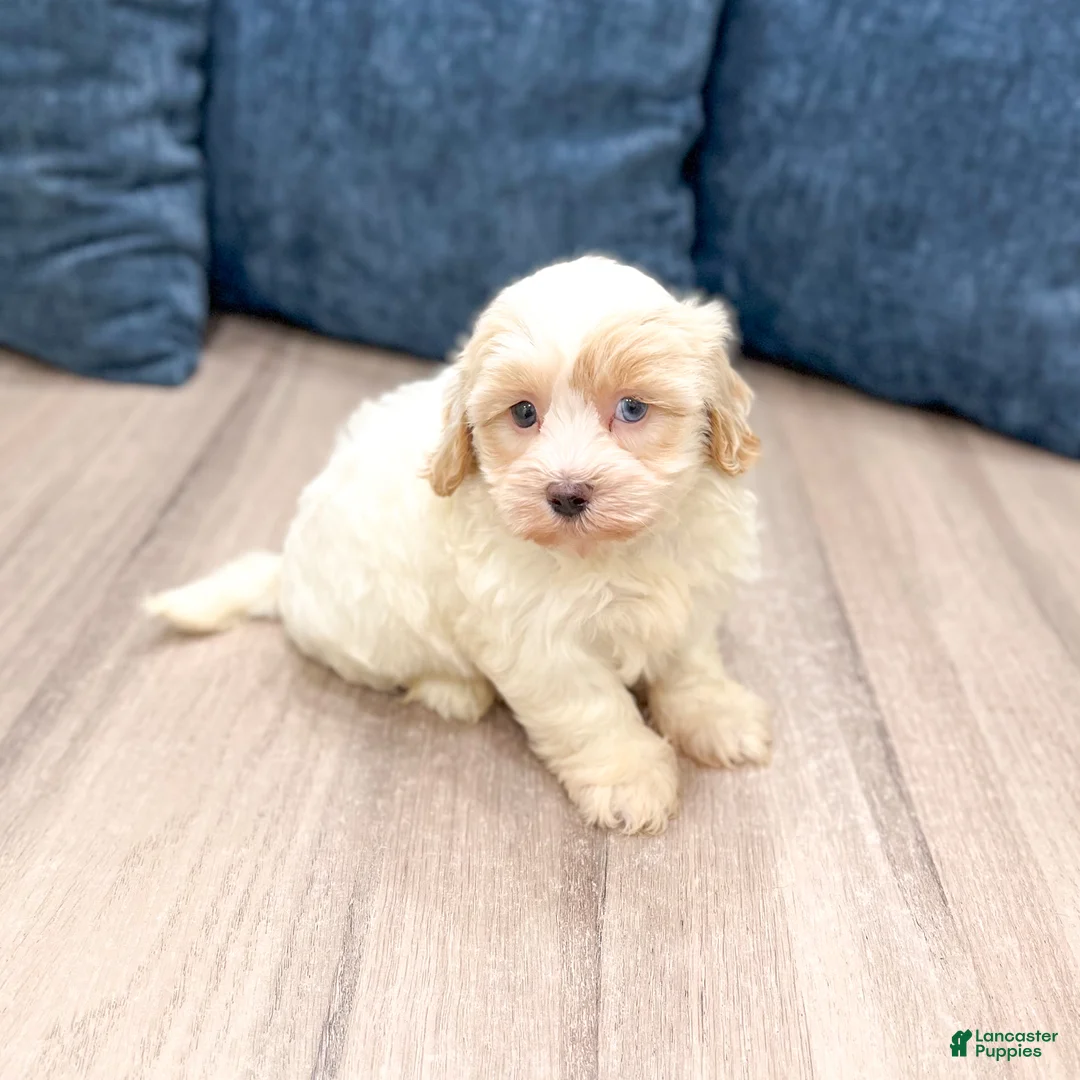 Havanese dogs for sale: Hailey - Ad 2