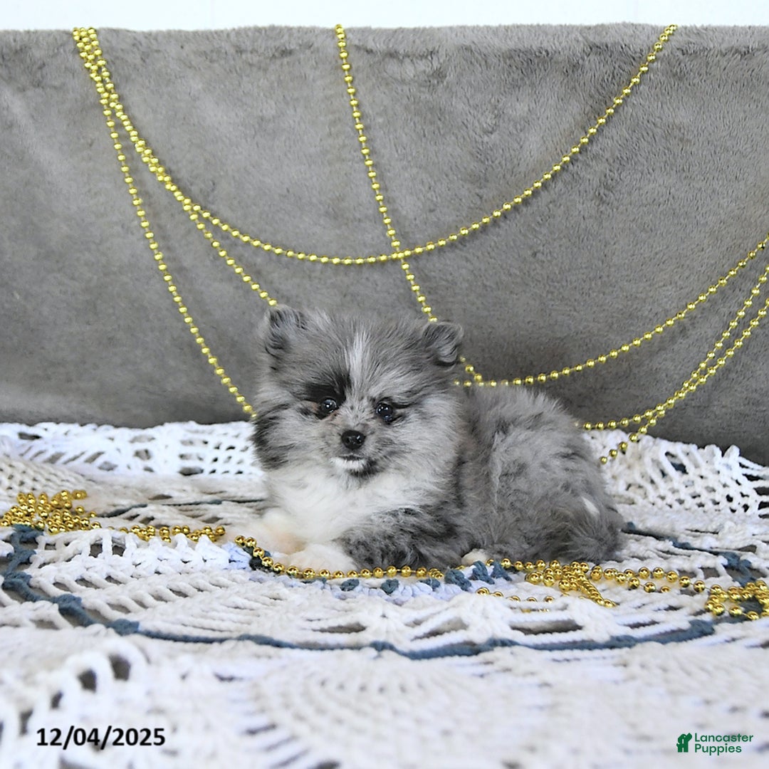 Pomeranian dogs for sale: Ryker GENETIC CLEARED - Ad 7