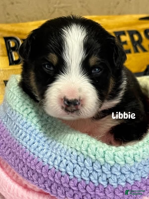 Australian Shepherd dogs Libbie - Ad 15