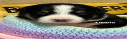 Australian Shepherd dogs for sale: Riot - Ad 9