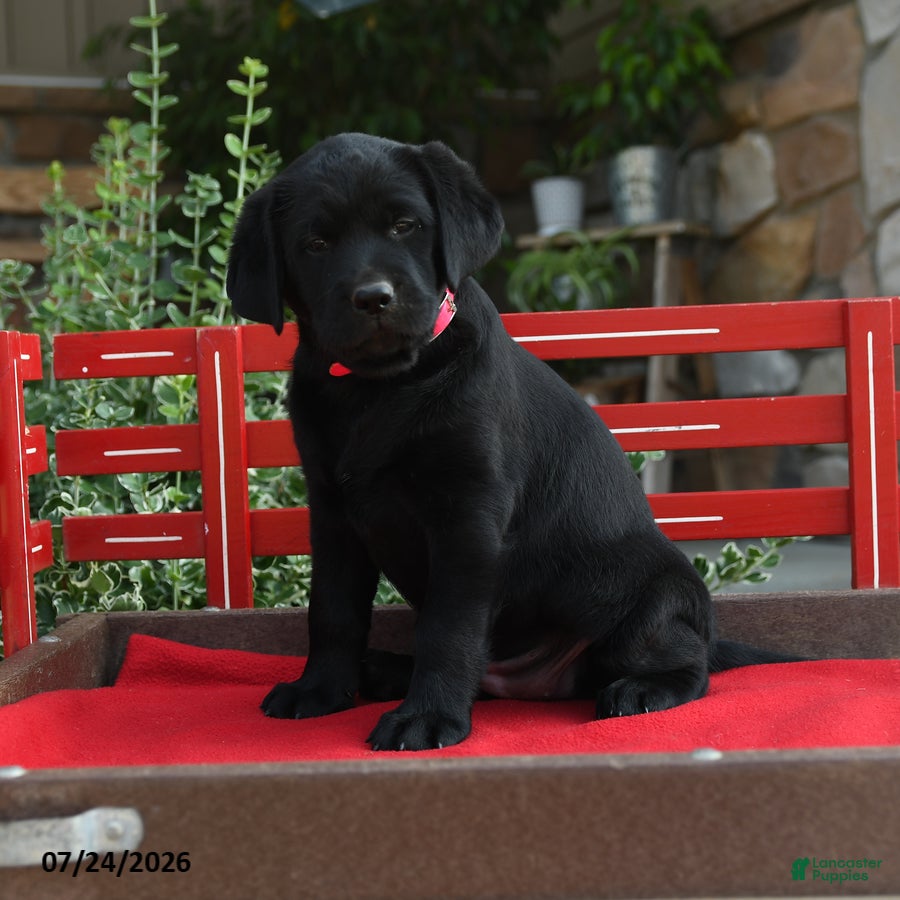 Labrador Retriever dogs for sale: Blackie - Ad 2