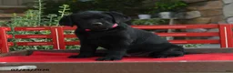 Labrador Retriever dogs for sale: Blackie - Ad 1