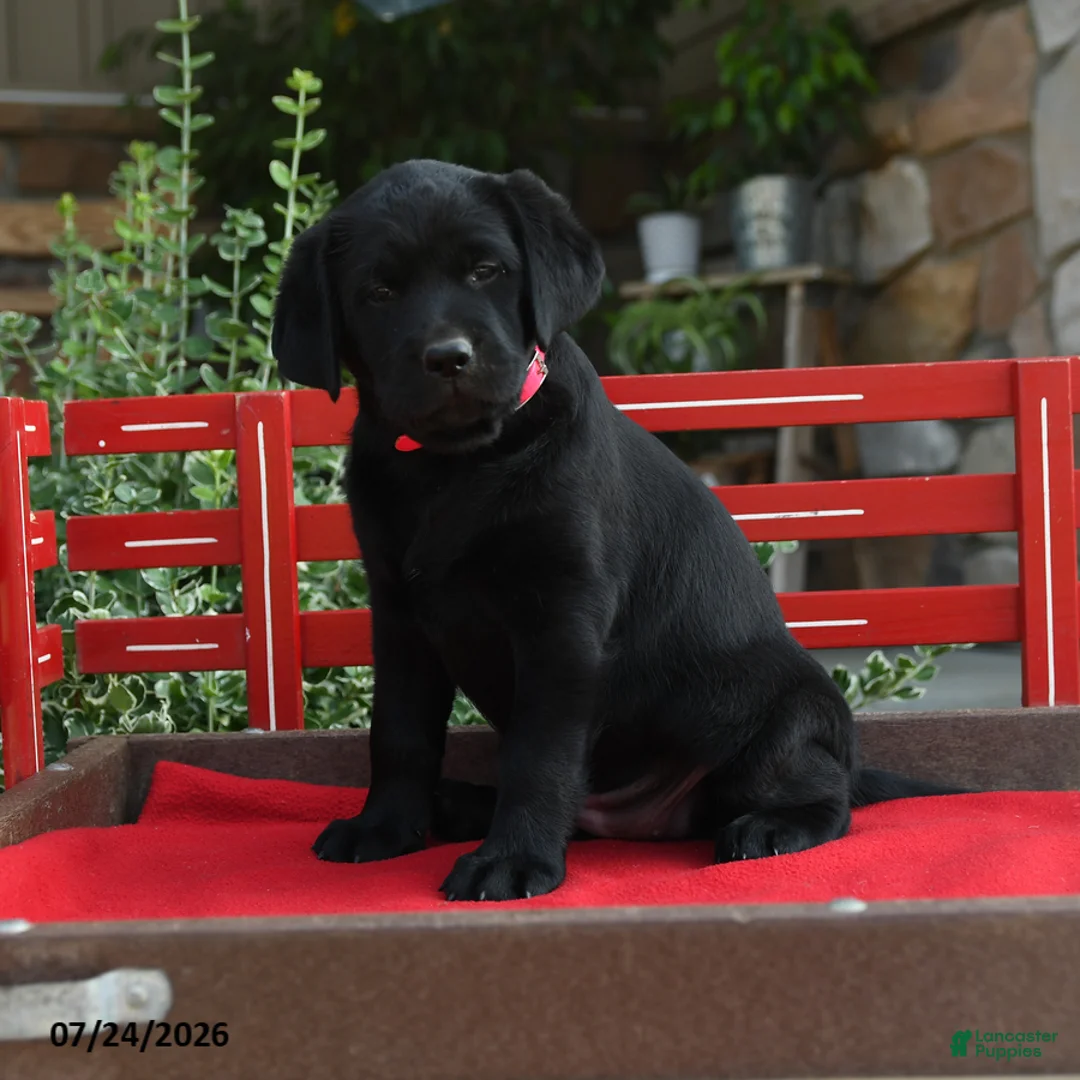 Labrador Retriever dogs for sale: Blackie - Ad 1
