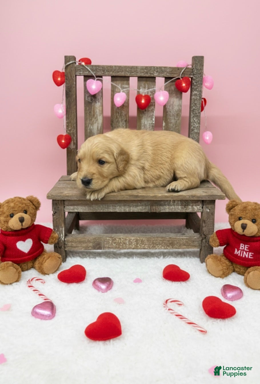 Golden Retriever dogs Golden Retriever Puppy 6 - Ad 39