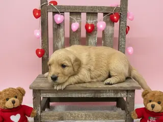 Golden Retriever dogs Golden Retriever Puppy 6 - Ad 39