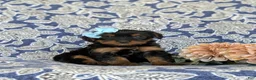 Shorkie dogs for sale: Meagan 7 lbs Full Grown - Ad 1