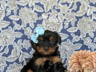 Shorkie dogs for sale: Meagan 7 lbs Full Grown - Ad 4