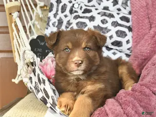 Australian Shepherd dogs Miracle - Ad 1