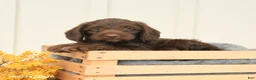 Mixed Breed dogs for sale: Fudge - Ad 3