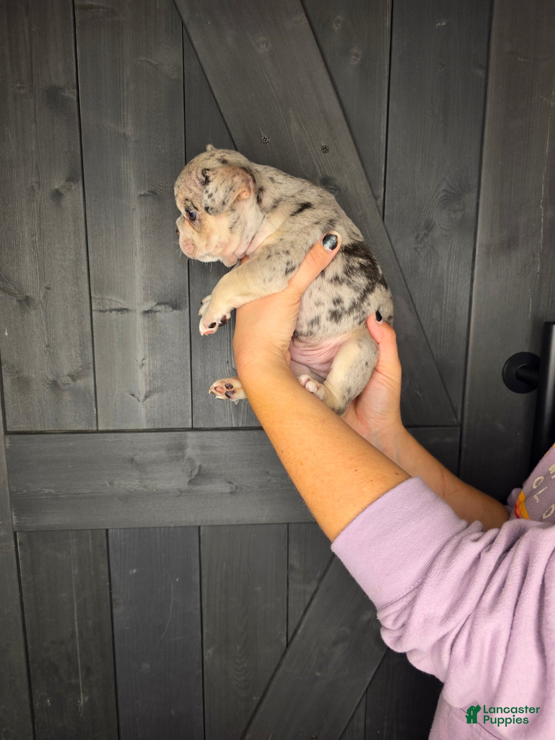 French Bulldog dogs for sale: French Bulldog Puppy 3 - Ad 8