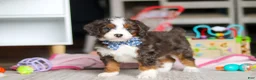 Mini Bernedoodle dogs for sale: Rubble - Ad 4