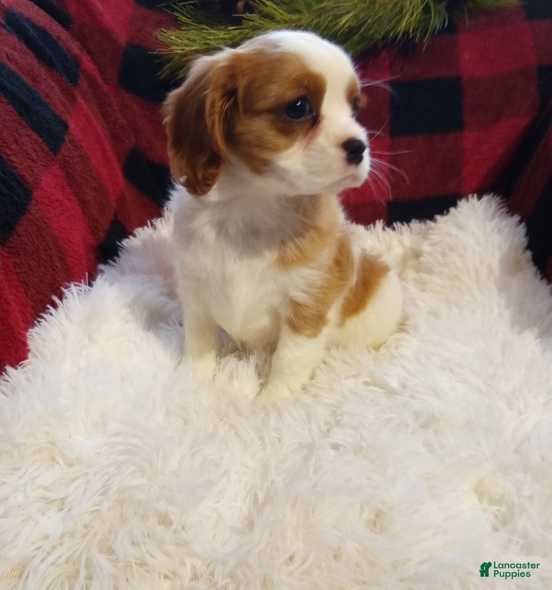 Cavalier King Charles Spaniel dogs for sale: Macy - Ad 11