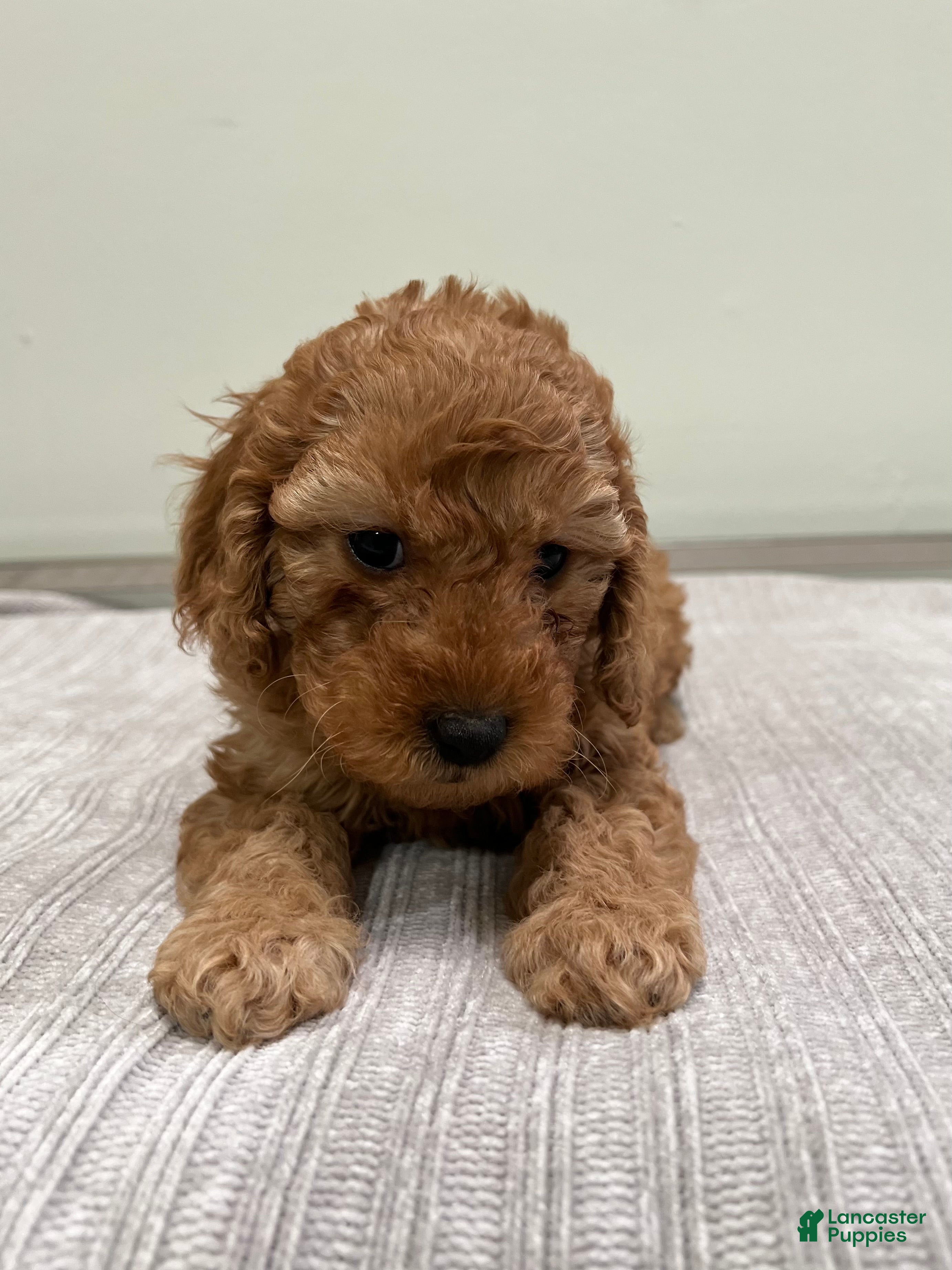 Mini Goldendoodle dogs Avery - Ad 2