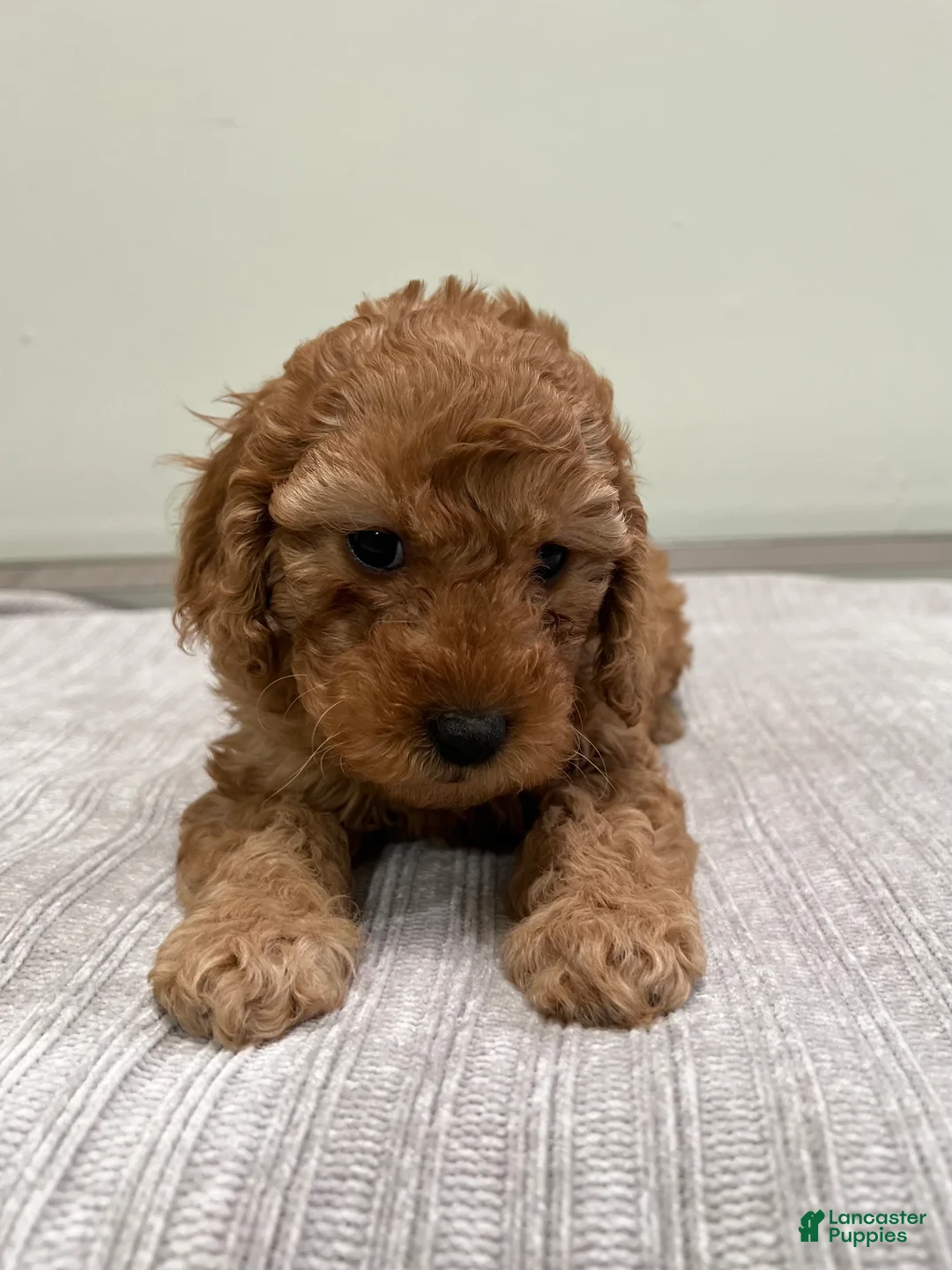 Mini Goldendoodle dogs for sale: Avery - Ad 2