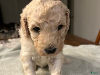 Standard Poodle dogs Daisey - Ad 3