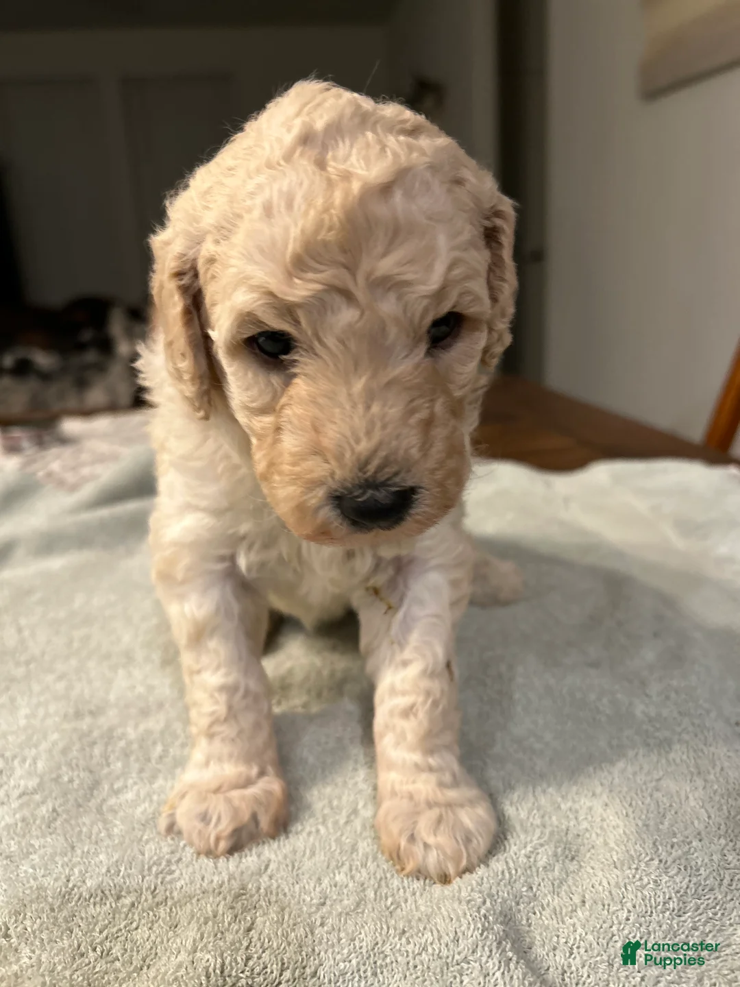 Standard Poodle dogs for sale: Daisey - Ad 1