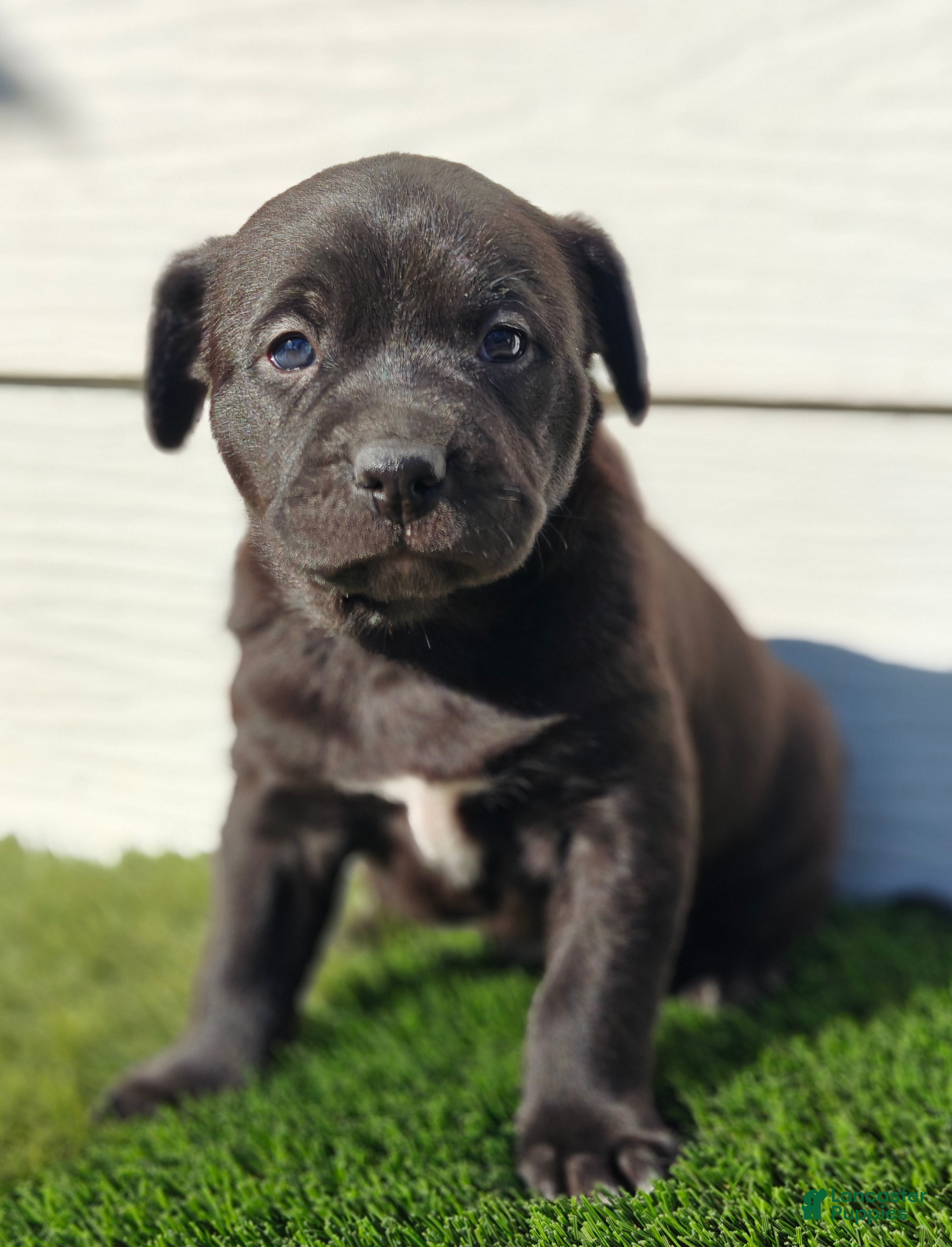 Mixed Breed dogs Ozzy - Ad 2