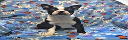 Boston Terrier dogs for sale: Molly - Ad 1
