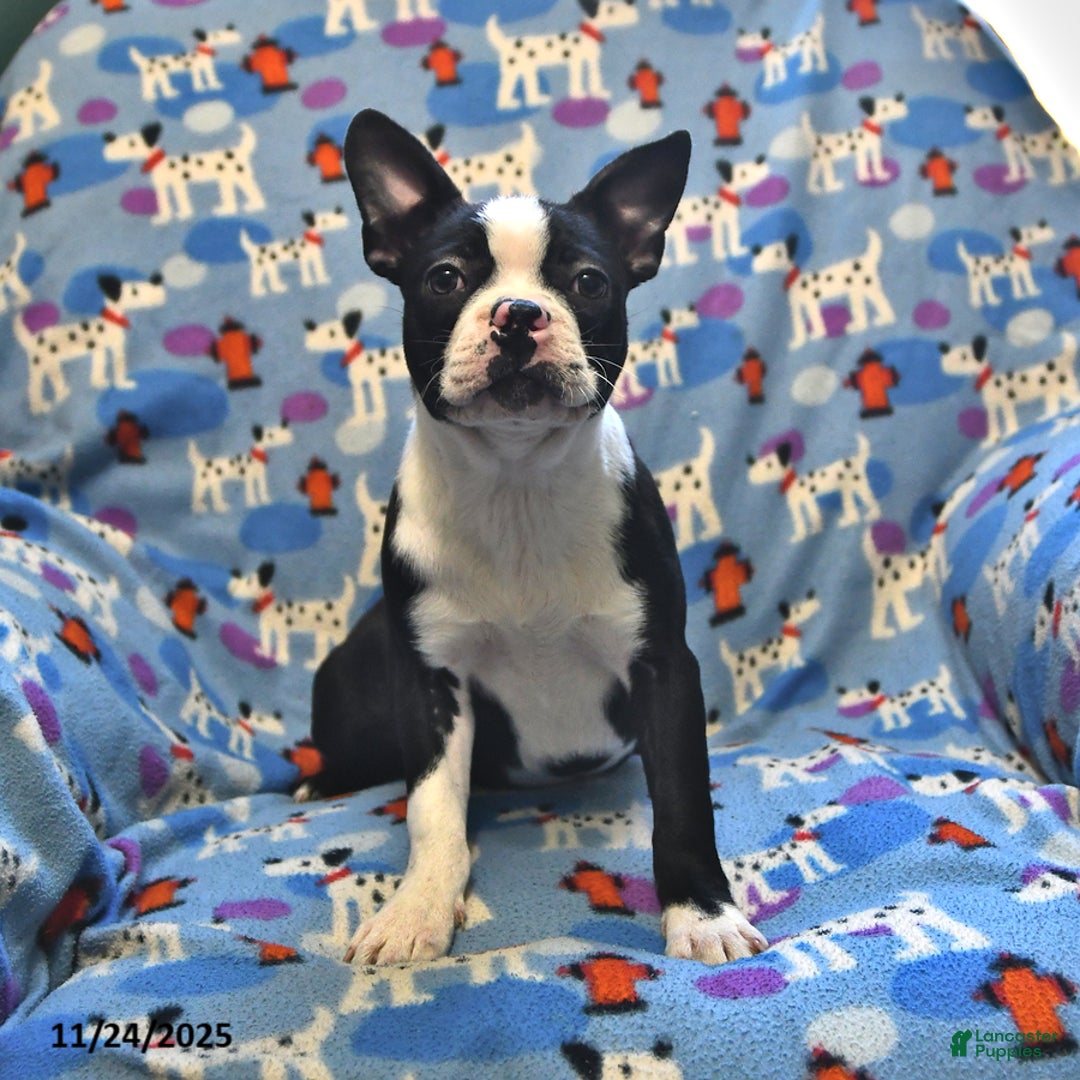 Boston Terrier dogs for sale: Molly - Ad 1