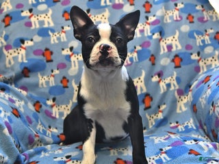 Boston Terrier dogs Molly - Ad 30