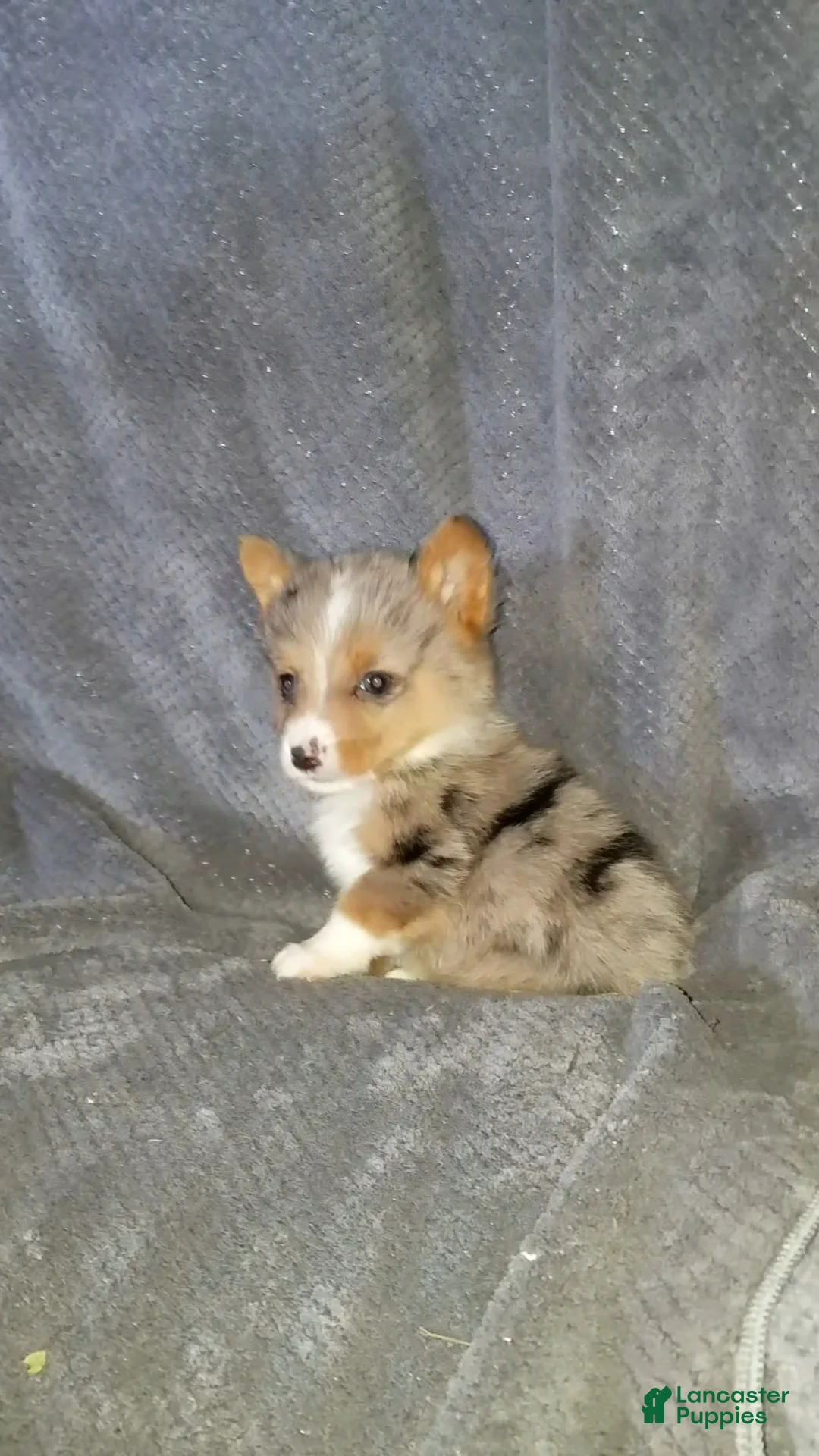 Mixed Breed dogs for sale: Alex - Ad 4